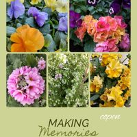 サクラソウ,プリムラ　ジュリアン,ビオラ・パンジー,小さな幸せ♡,花友さんに感謝♡の画像