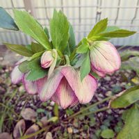 クリスマスローズ,ユキヤナギ,沈丁花,スナップエンドウ,ヒメサザンカの画像