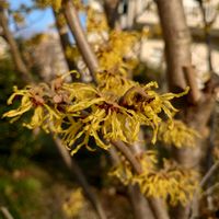 マンサク,ベニバナトキワマンサク,ユキヤナギ（雪柳）の画像