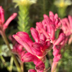 カーネーション,ラナンキュラス,カンガルーポー,豊臣秀長の缶バッチの画像
