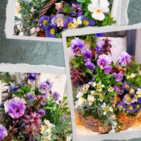 イベリス,プリムラ　ジュリアン,ビオラレディー,ビオラレディー,ブルーの花の画像