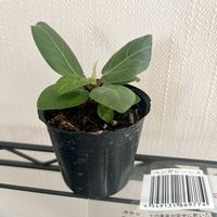 ベンガレンシス,フィカス ベンガレンシス,観葉植物,植え替え,ジャングル化計画の画像