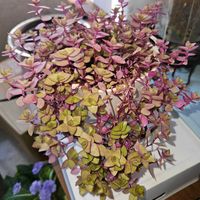 カリシア,鉢植え,明るい日陰,プランター,ガーデニング初心者の画像