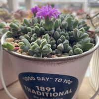 碧魚連,多肉植物,多肉病,碧魚連の花,ベランダの画像