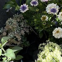 スカビオサ,フェリシア,フェリシア,ウィンティ・ピーチ,ウィンティ・ピーチの画像