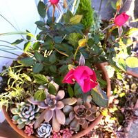 多肉植物 寄せ植え,卒業記念♡お花,多肉植物,NO GREEN  NO LIFE,玄関内側の画像