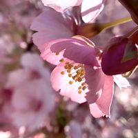 サクラ,河津桜,さくら 桜 サクラ,玉ボケ倶楽部,倉敷川の画像