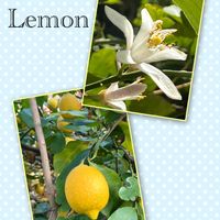 レモン,可愛い,癒される,美しい,過去picの画像