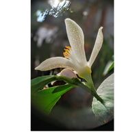 レモン,祈り,今日のお花,陽のあたる縁側,お家園芸の画像