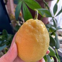 スイセン,スイセン,ボケ,ボケ,レモンの画像