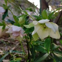 クリスマスローズ,満開,増えた,NO GREEN  NO LIFE,庭の画像