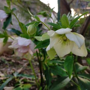 クリスマスローズ,満開,増えた,NO GREEN  NO LIFE,庭の画像