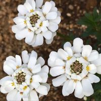 イベリスの画像