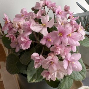 サボテン,兜丸,高砂,ミニセントポーリア,窓辺の画像