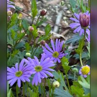 キンギョソウ,ストック,チューリップ,フリージア,ギョリュウバイの画像