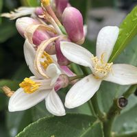 レモン,ミカン科,常緑低木,果樹,花木の画像