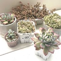 スイレン,レモン,姫秋麗,桃太郎,姫秀麗の画像