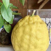 レモン,レモン,大実レモン,自宅♪,今日のお花の画像