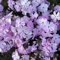 クリスマスローズ,シバザクラ,ヒヤシンス,フユシラズ,パンジーの画像