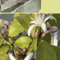 レモン,今日のお花の画像