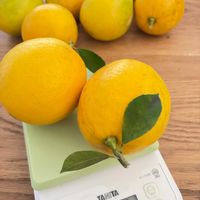 レモン,マイヤーレモン,心豊かに,成長記録,白い花の画像