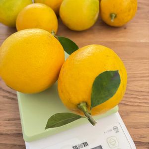レモン,マイヤーレモン,マイヤーレモン,心豊かに,成長記録の画像