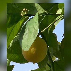花のある暮らし,緑のある暮らし,青い空,今日のお花,おでかけ先の画像