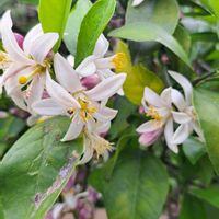 レモン,マイヤーレモン,果樹,感謝,いつもありがとう♡の画像