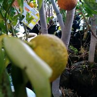 レモン,れもん,今日のお花,全てに祈りを♪,世界中花咲く平和に充たされますように祈りますの画像