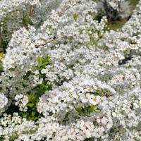 ハナモモ,モモ,ユキヤナギ,雪柳,花桃の画像