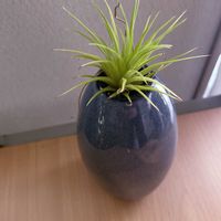 チランジア,エアプランツ,一輪挿し,iPhone撮影,asingleflowervaseの画像