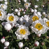 エリカ,エリカ,エリカ,花かんざし,花かんざしの画像