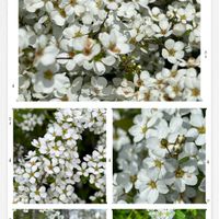 アセビ,ユキヤナギ,今日のお花,ヤマモモの花の画像