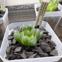 多肉植物,ハオルチア属,ハオルシア属     ,多肉中毒,ガチンコハオルチアクラブの画像