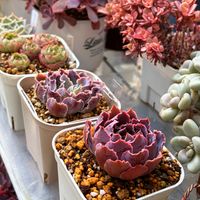 エケベリア ロジーフリルズ,シャビアナ  トリュフ,多肉植物,癒される,no green no lifeの画像