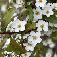 ザクロ,ハボタン,ユキヤナギ,葉牡丹,雪柳の画像