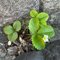 イチゴ,ど根性の画像