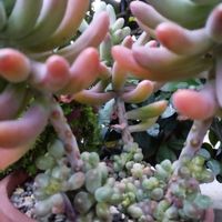 多肉植物,庭の画像