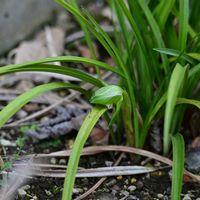 イチゴ,クロッカス,シュンラン,雲間草 くもまぐさ,ガーデンシクラメン クレヨンの画像