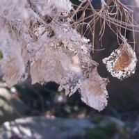 紫陽花,ドライ紫陽花,タラの木,ドライフラワー,裏庭の画像