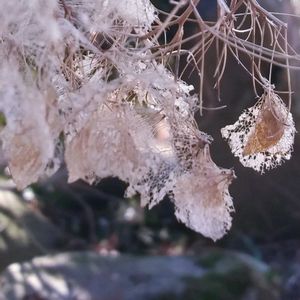 紫陽花,ドライ紫陽花,タラの木,ドライフラワー,裏庭の画像