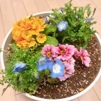 ネモフィラ,プリムラの画像