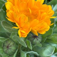 キンセンカ,キンセンカ,キンセンカ,スイートピー,スイートピーの画像