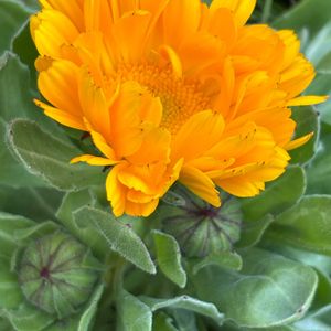 キンセンカ,キンセンカ,キンセンカ,スイートピー,スイートピーの画像