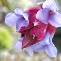 チランジア,イオナンタ,エアプランツ,エアプランツ チランジアの画像