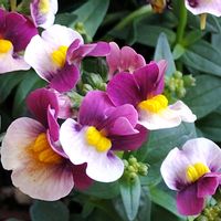 ネメシア,ネメシア コットンカシス,鉢植え,タキイ,花のある暮らしの画像