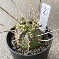 バリダ,多肉植物,ユーフォルビアの画像