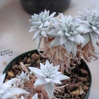 ダドレア,タニラー,ダドレア属,その他部屋の画像