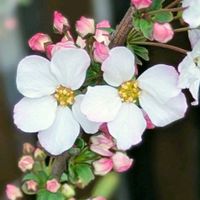 スイートピー,チューリップ,フリージア,ユキヤナギ,枝垂れ梅の画像