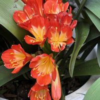 クンシラン,ビタミンカラー,花のある暮らし,沖縄,おうち園芸の画像